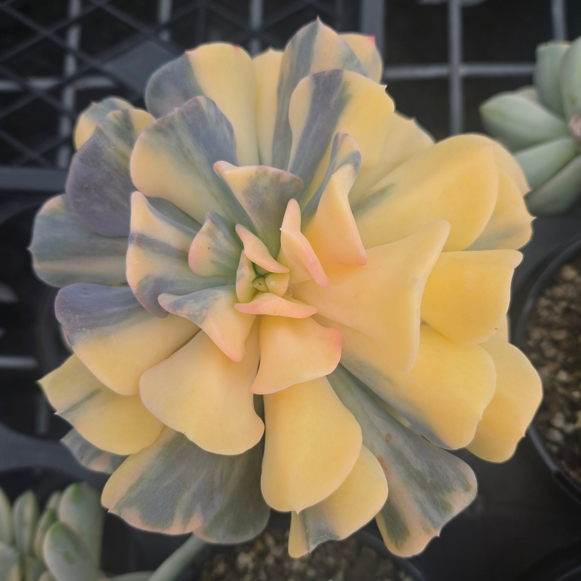 Echeveria 'Cubic Frost Variegata'