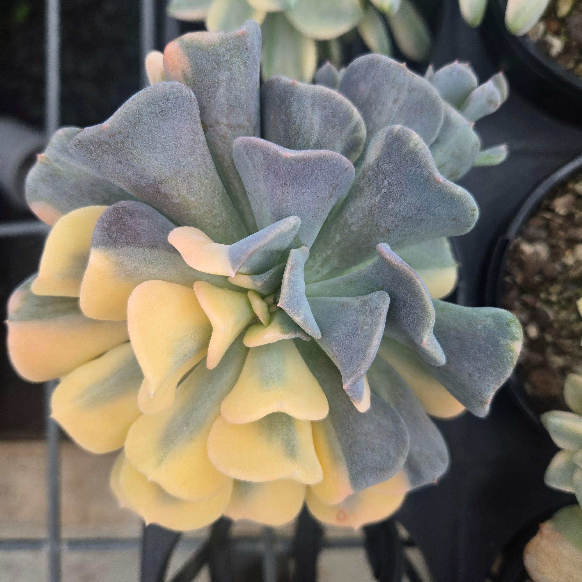 Echeveria 'Cubic Frost Variegata'