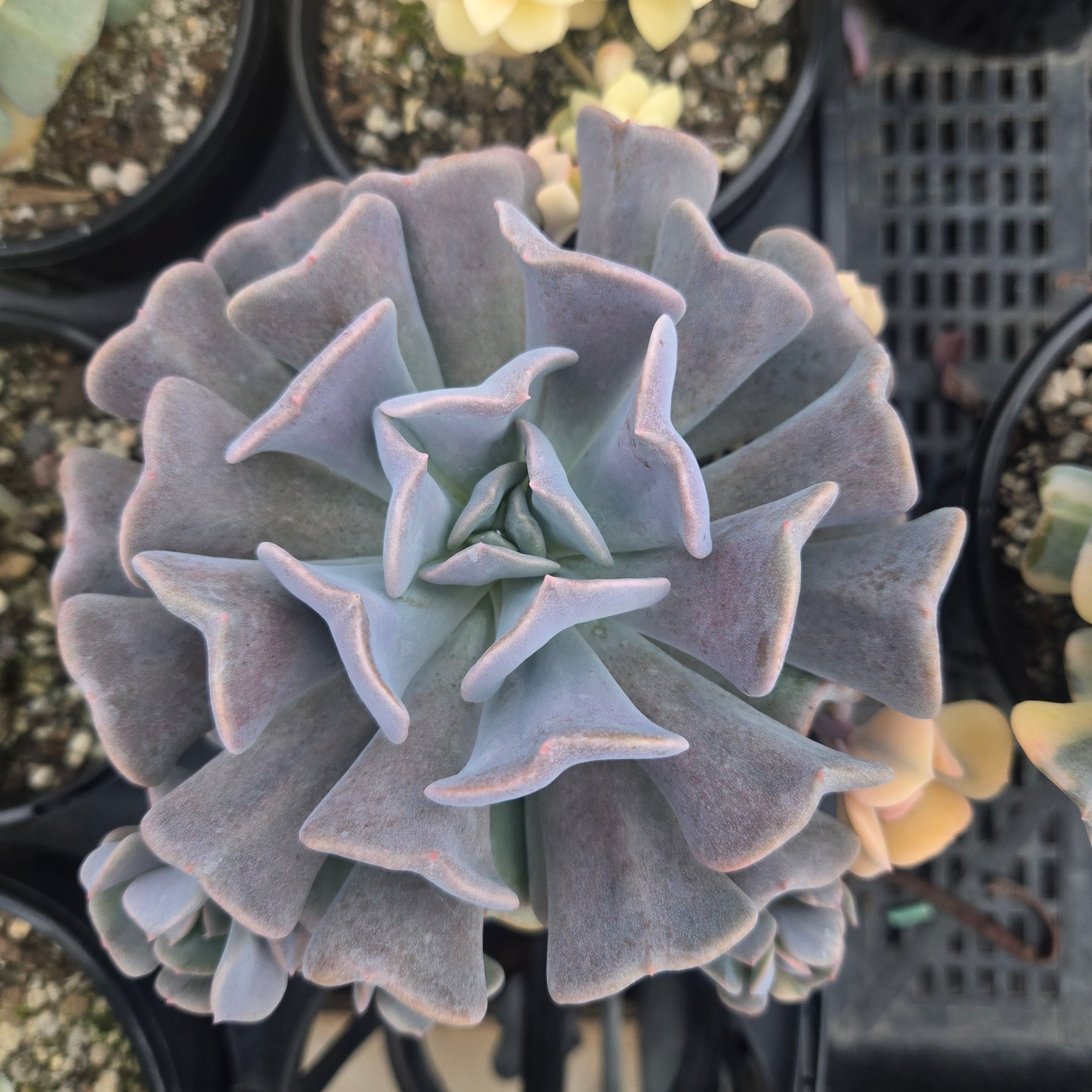Echeveria 'Cubic Frost Variegata'