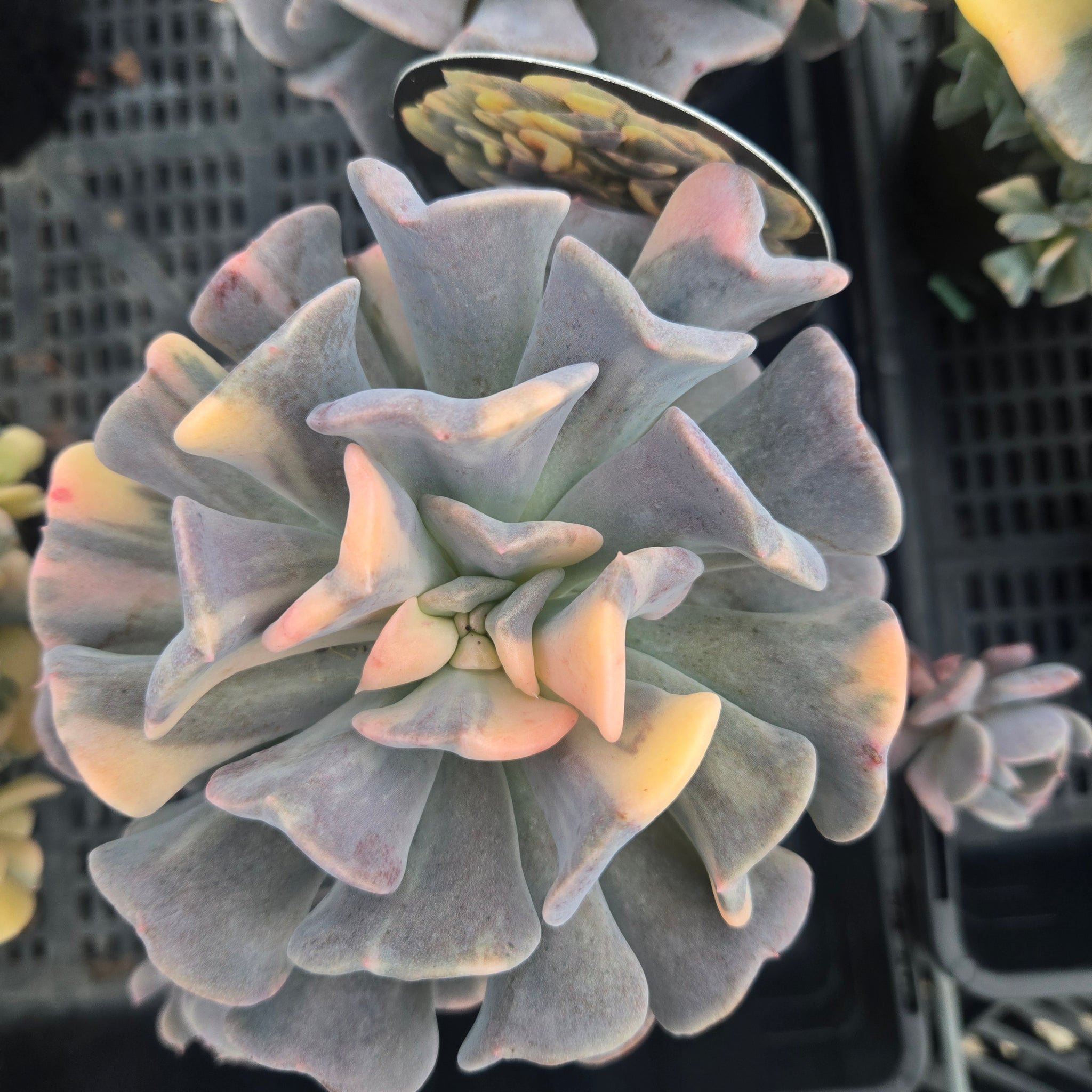 Echeveria 'Cubic Frost Variegata'