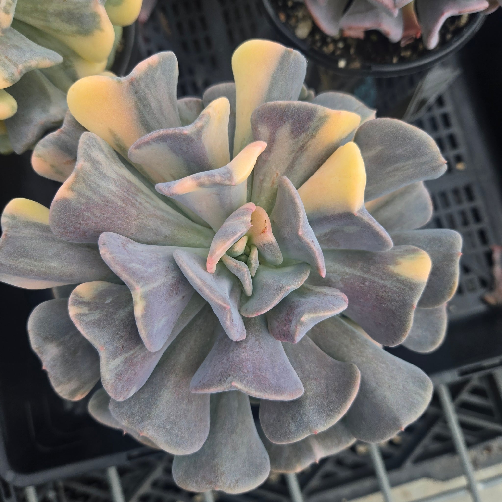 Echeveria 'Cubic Frost Variegata'
