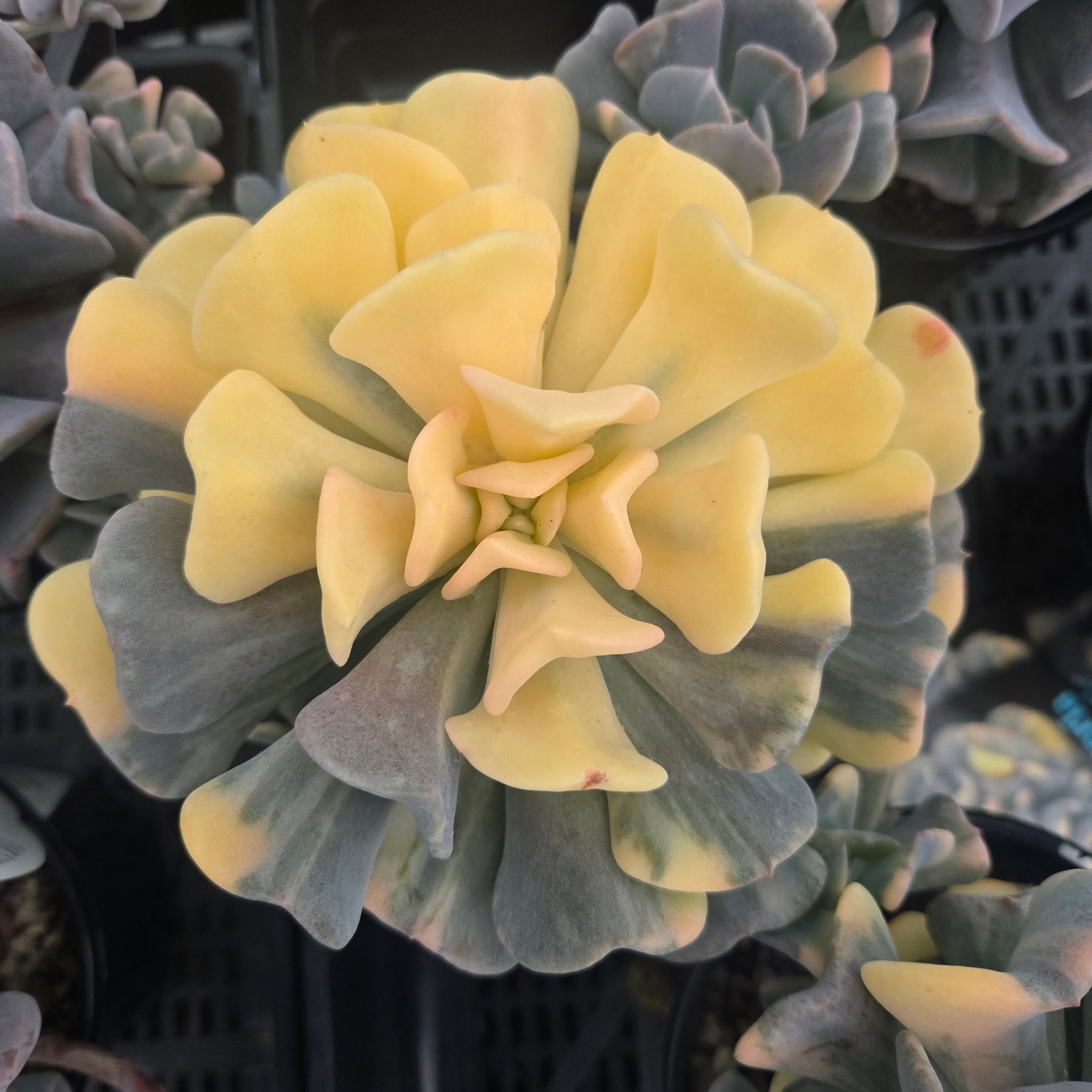 Echeveria 'Cubic Frost Variegata'
