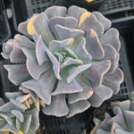 Echeveria 'Cubic Frost Variegata'
