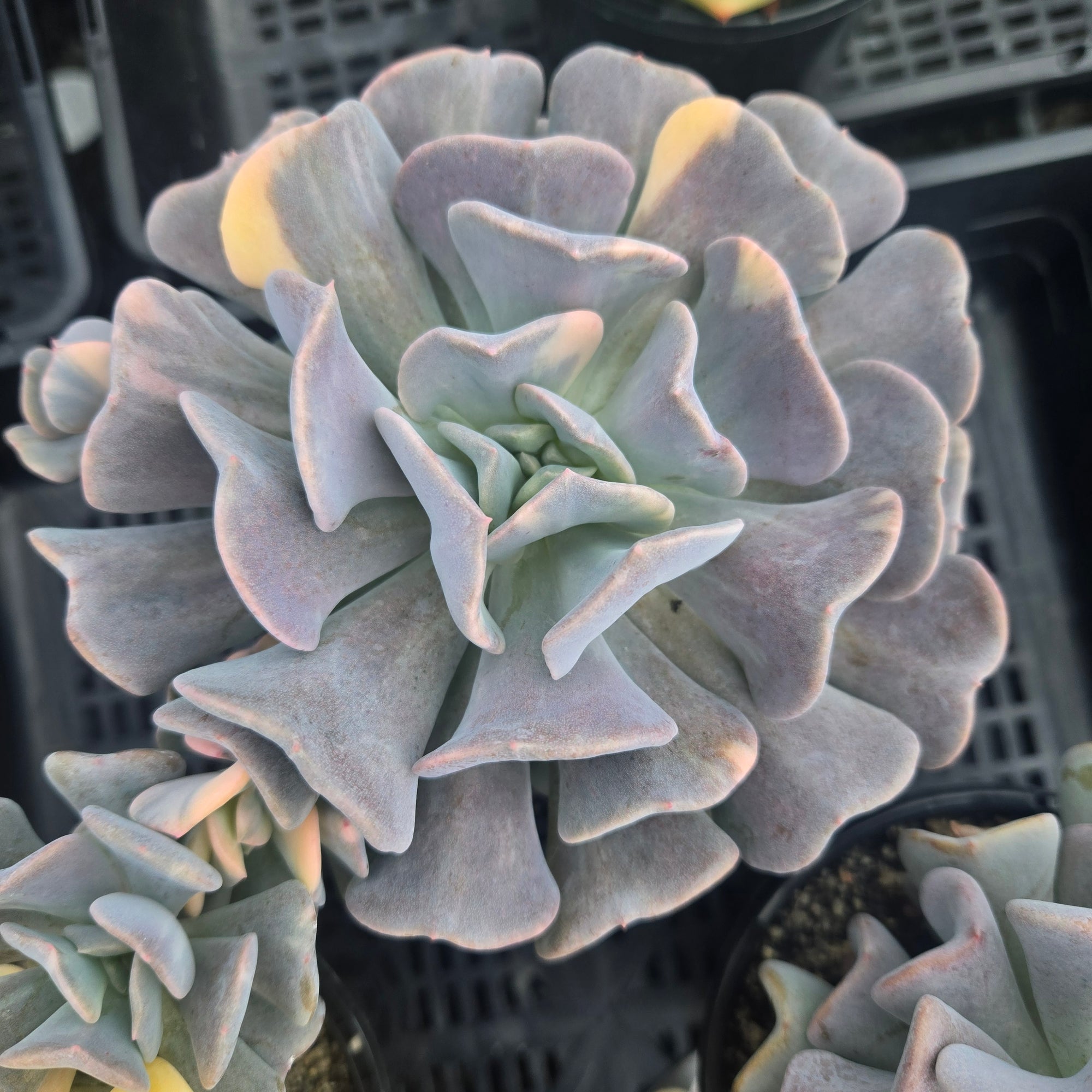 Echeveria 'Cubic Frost Variegata'