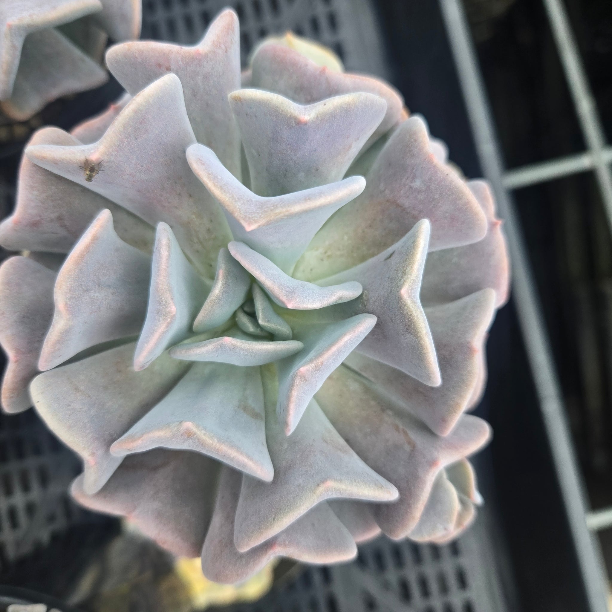 Echeveria 'Cubic Frost Variegata'