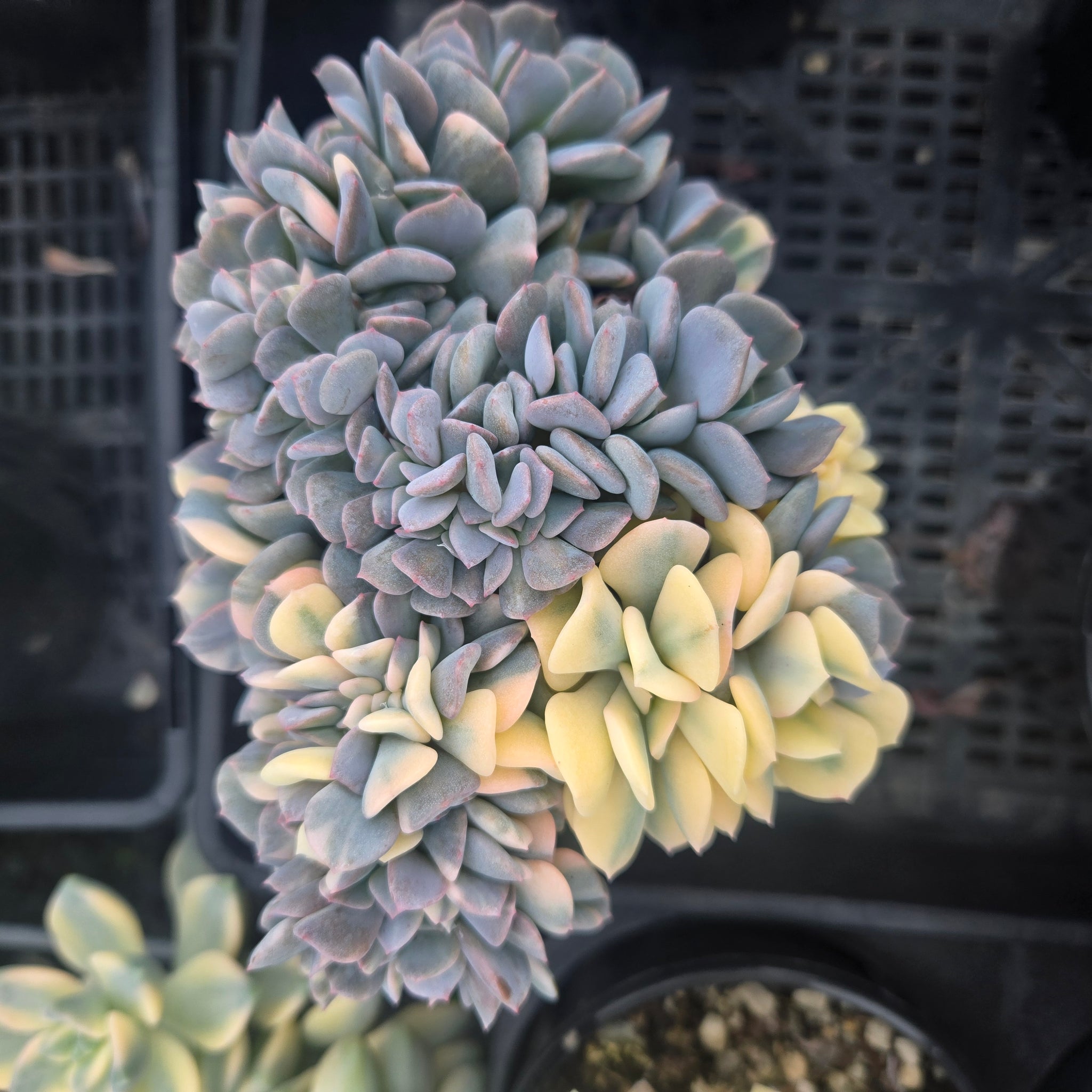 Echeveria 'Cubic Frost' - Variegated Crested Form