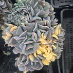 Echeveria 'Cubic Frost' - Variegated Crested Form