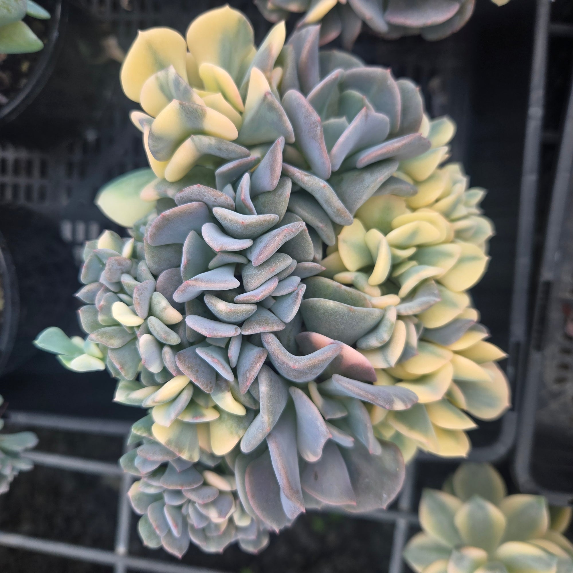 Echeveria 'Cubic Frost' - Variegated Crested Form
