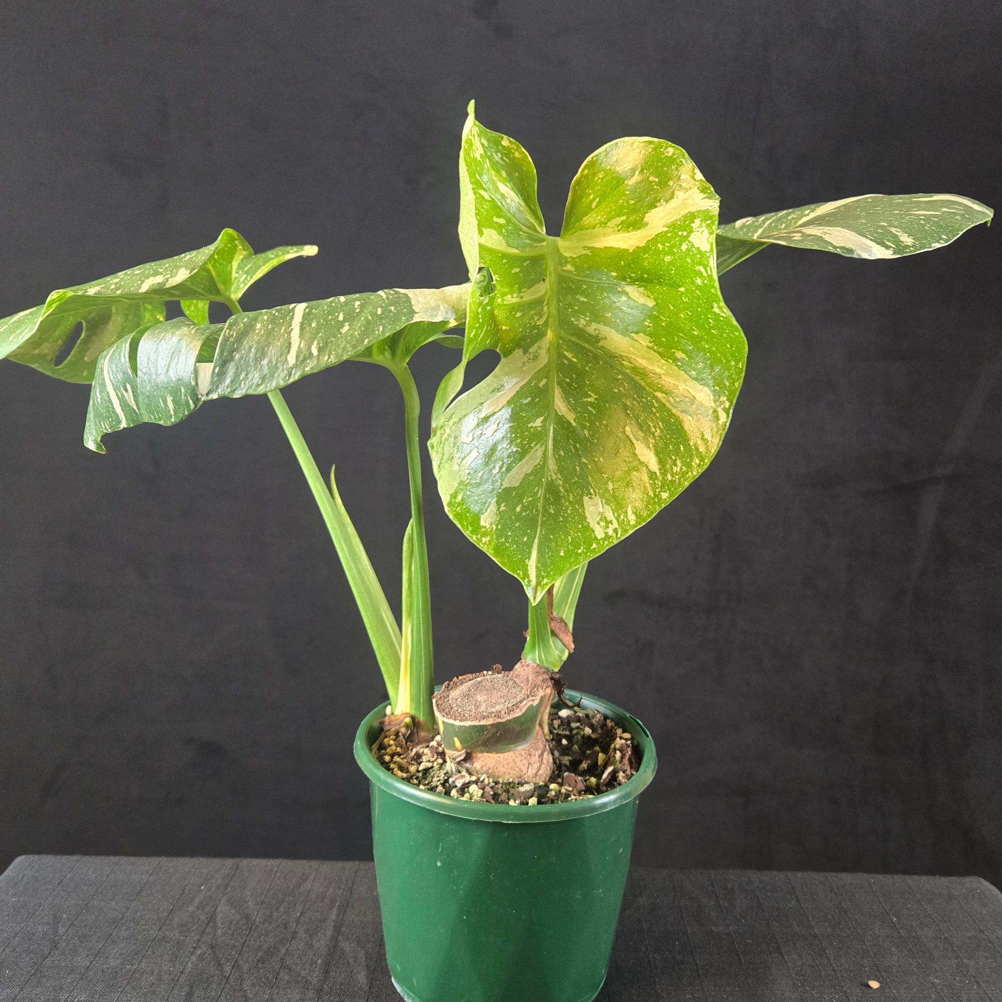 Monstera deliciosa 'Thai Constellation' – Original Thai Lineage (Bare Rooted) - One Off Specials