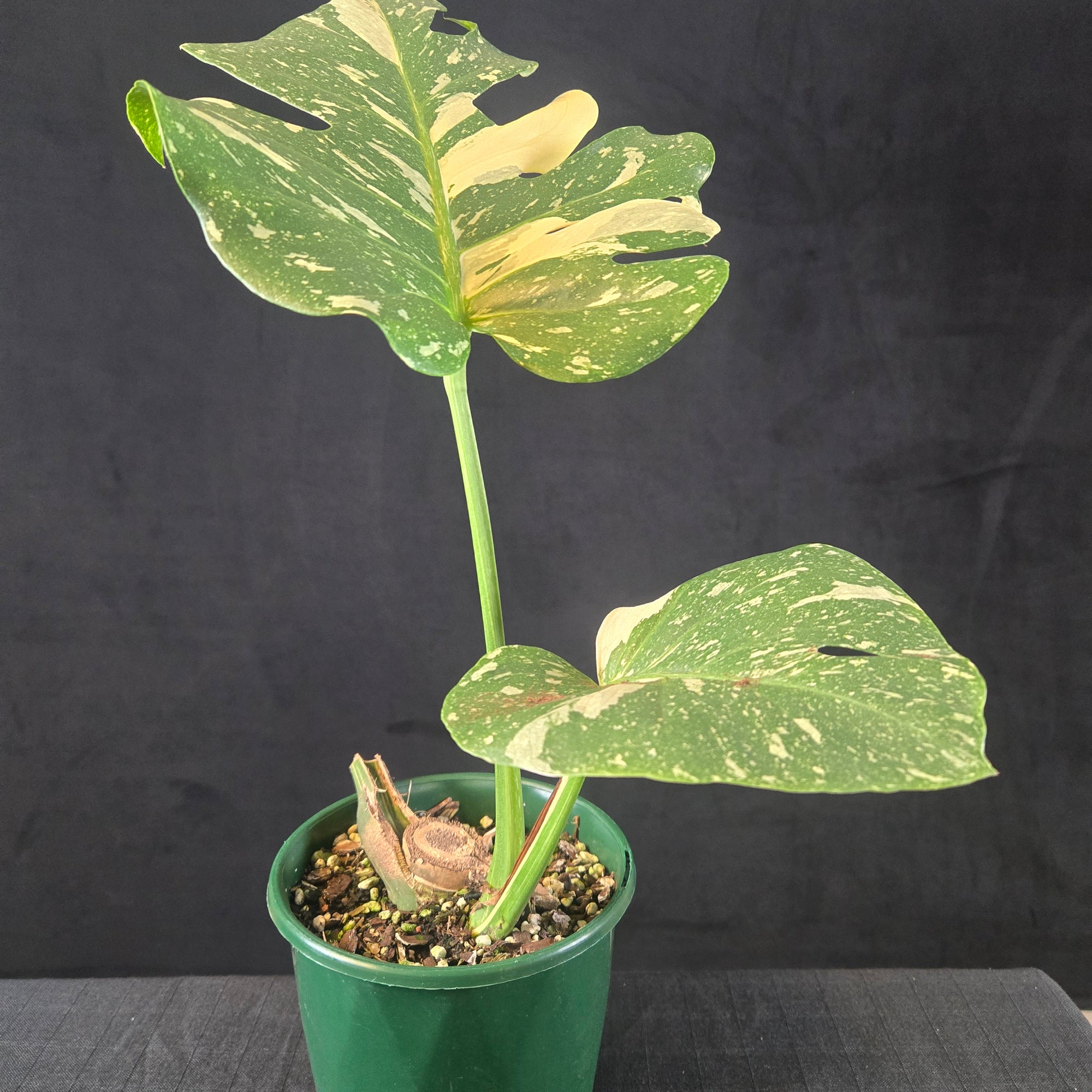 Monstera deliciosa 'Thai Constellation' – Original Thai Lineage (Bare Rooted) - One Off Specials