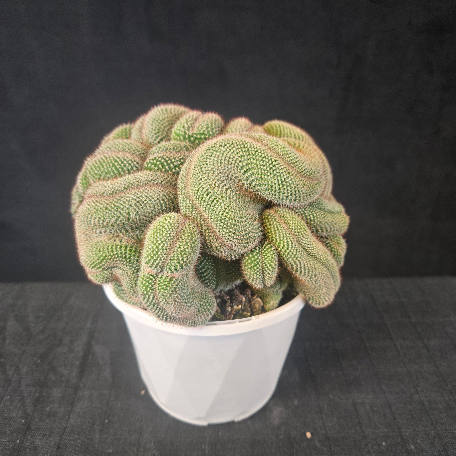 Mammillaria hahniana f. cristata