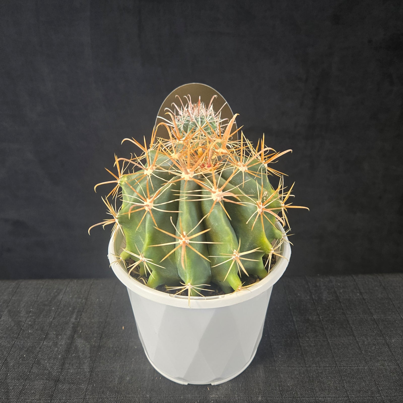 Ferocactus herrerae (Variegated, Cream Spines)