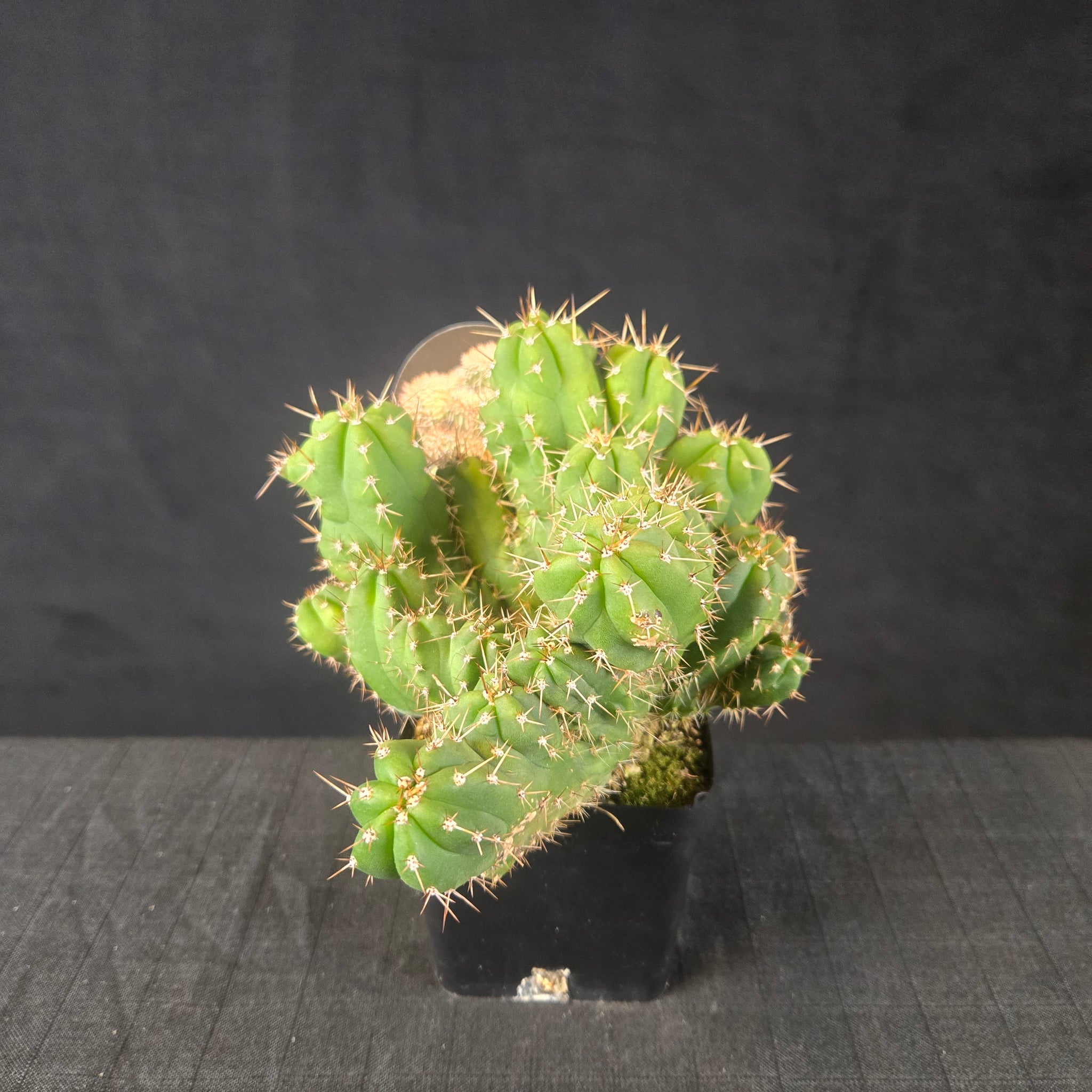 One-off Trichocereus peruvianus ‘Twister’ with spiral rib growth and golden spines, shipped bare-rooted.