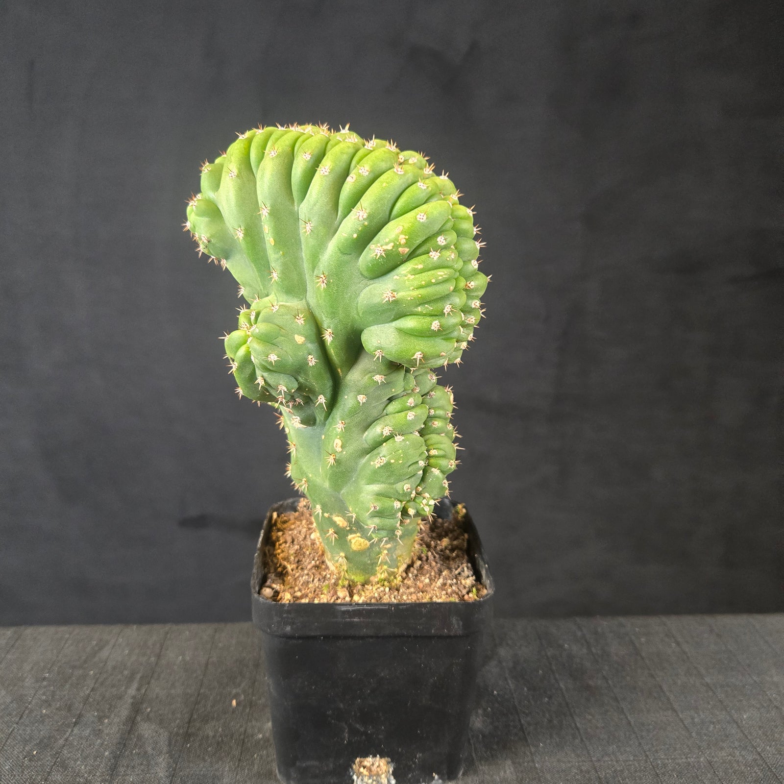 One-off Trichocereus peruvianus ‘Twister’ with spiral rib growth and golden spines, shipped bare-rooted.