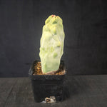 Lophocereus schottii columnar cactus with smooth bluish-green stems and sparse spines, shipped bare-rooted.