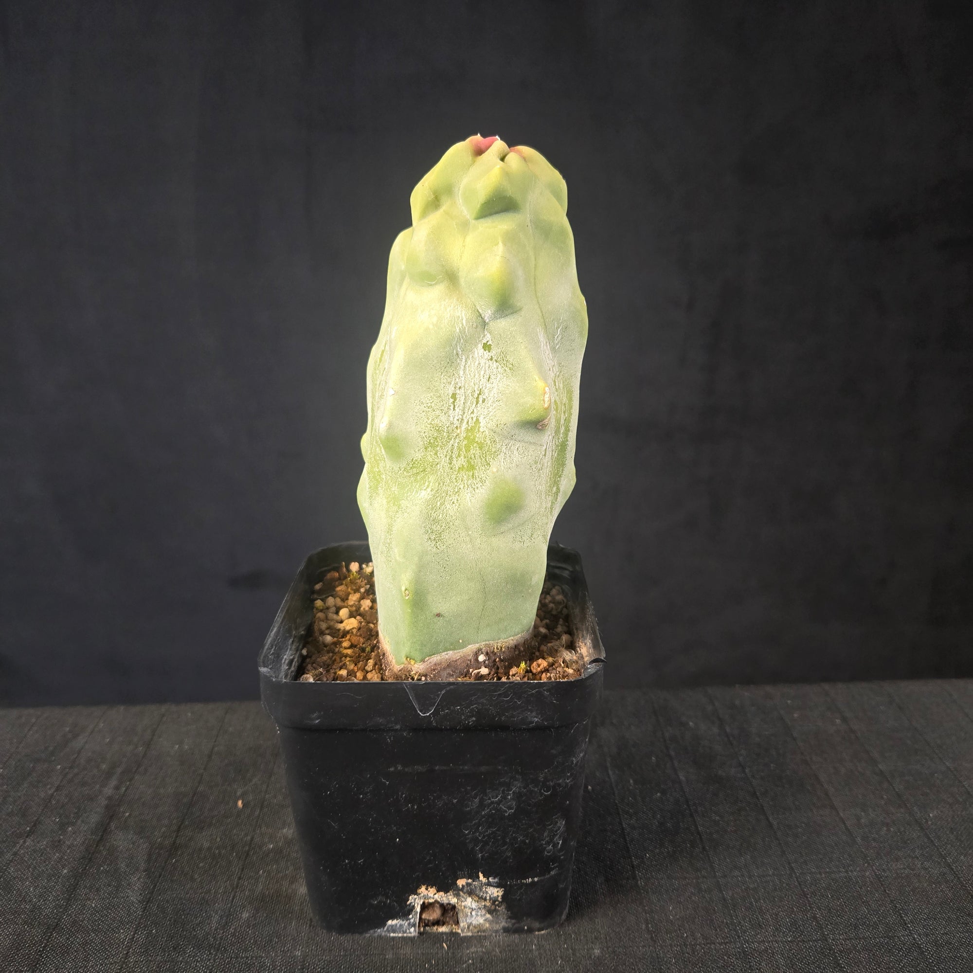 Lophocereus schottii columnar cactus with smooth bluish-green stems and sparse spines, shipped bare-rooted.