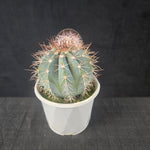 Melocactus azureus with bluish body and red bristly cephalium forming at maturity, shipped bare-rooted.