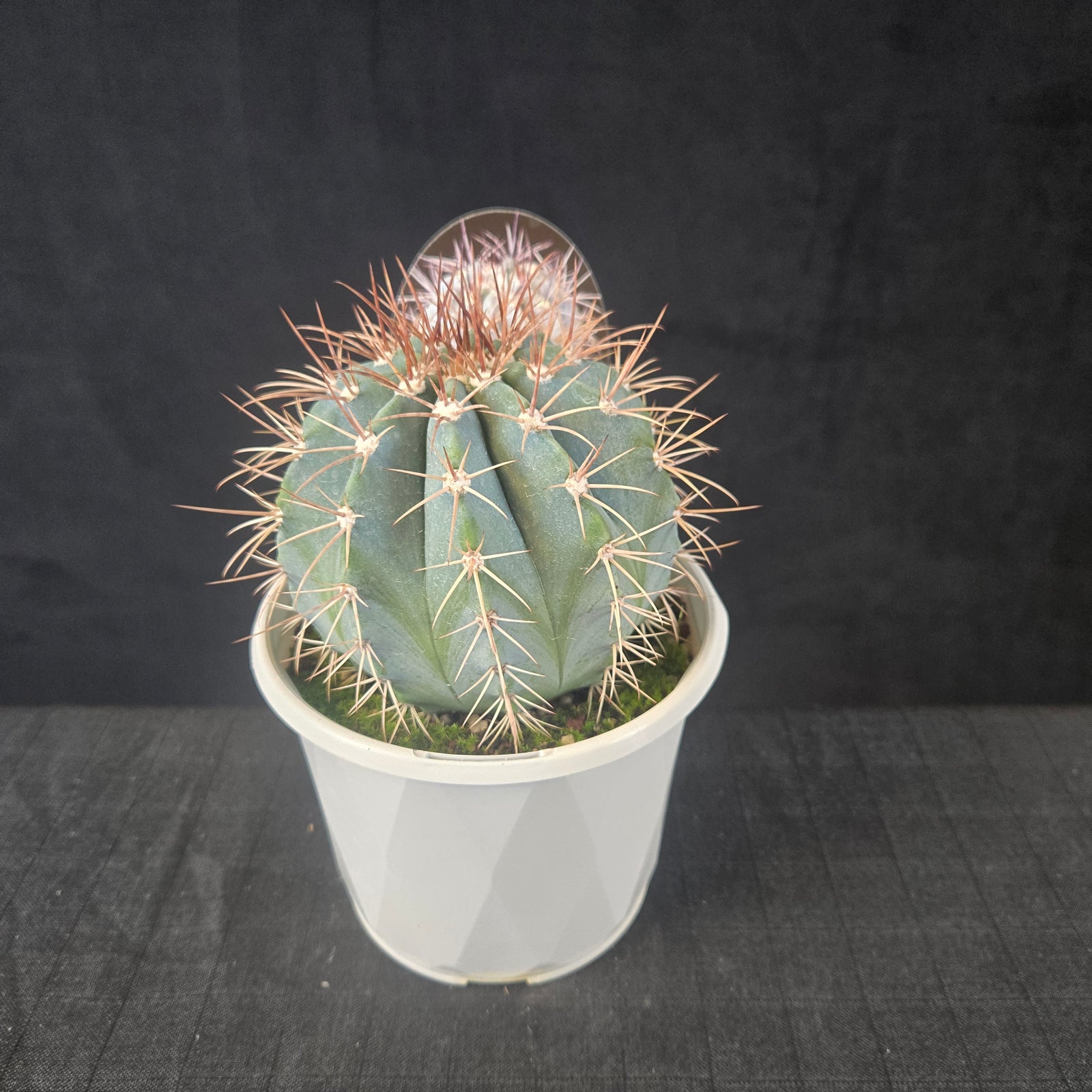 Melocactus azureus with bluish body and red bristly cephalium forming at maturity, shipped bare-rooted.