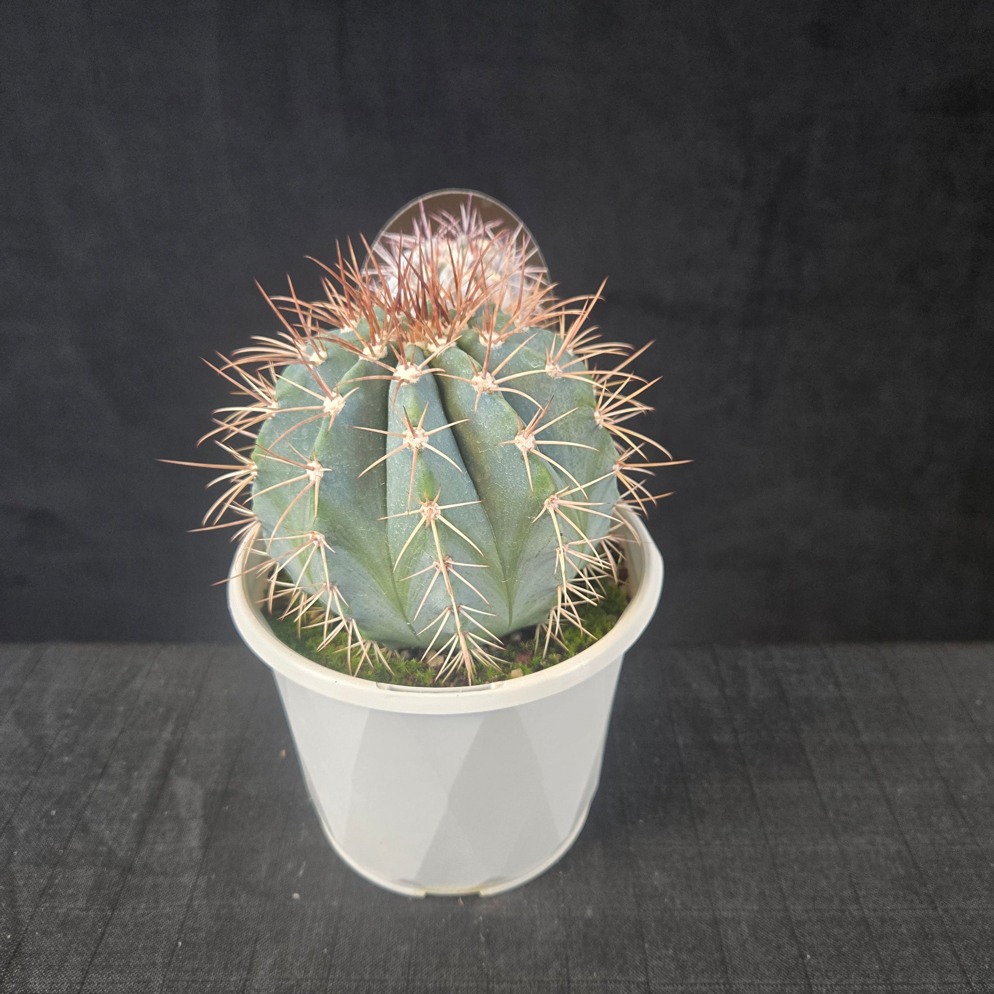 Melocactus azureus with bluish body and red bristly cephalium forming at maturity, shipped bare-rooted.