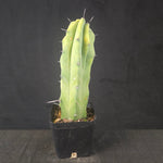 Myrtillocactus geometrizans cristate form with coral-like twisting growth, shipped bare-rooted.