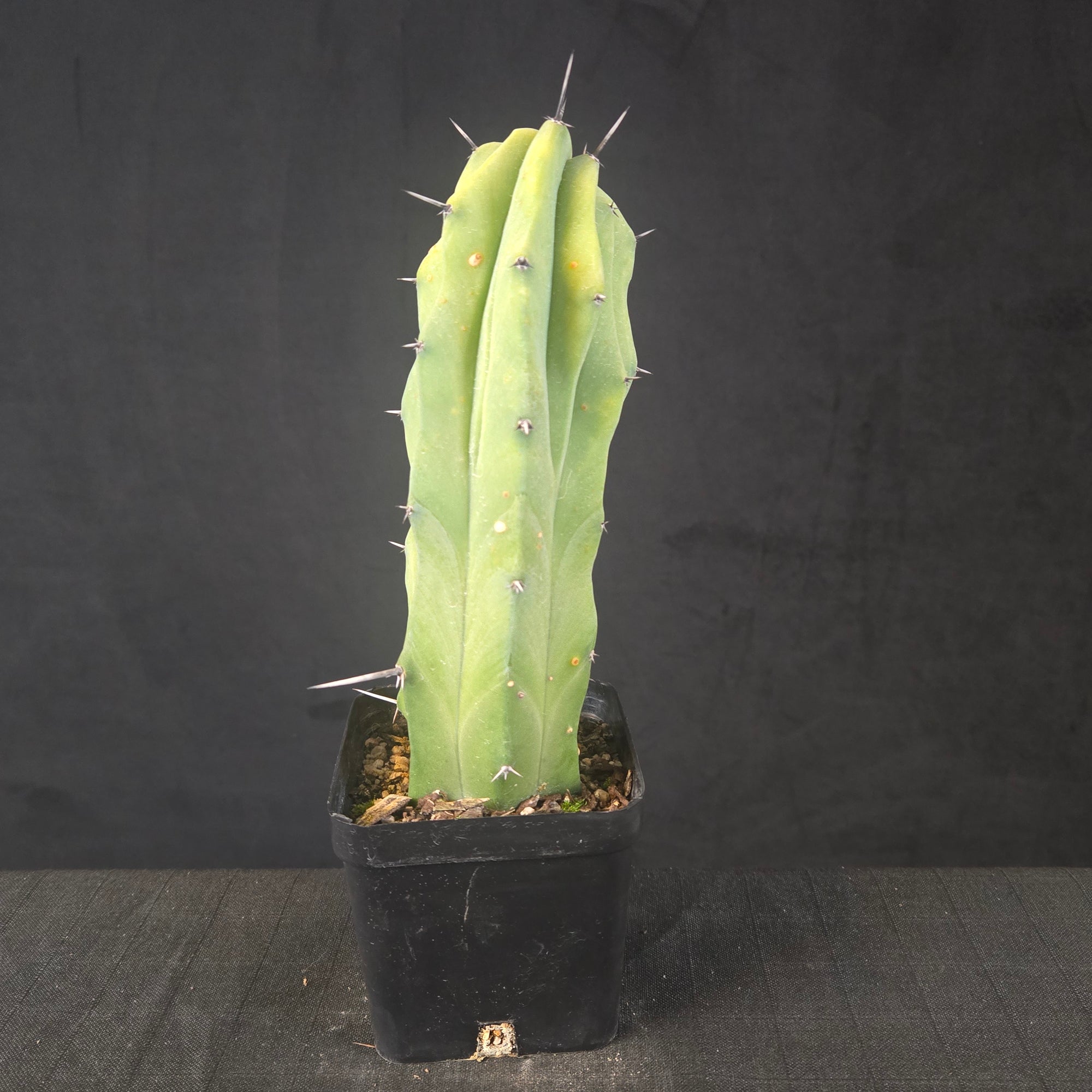 Myrtillocactus geometrizans cristate form with coral-like twisting growth, shipped bare-rooted.