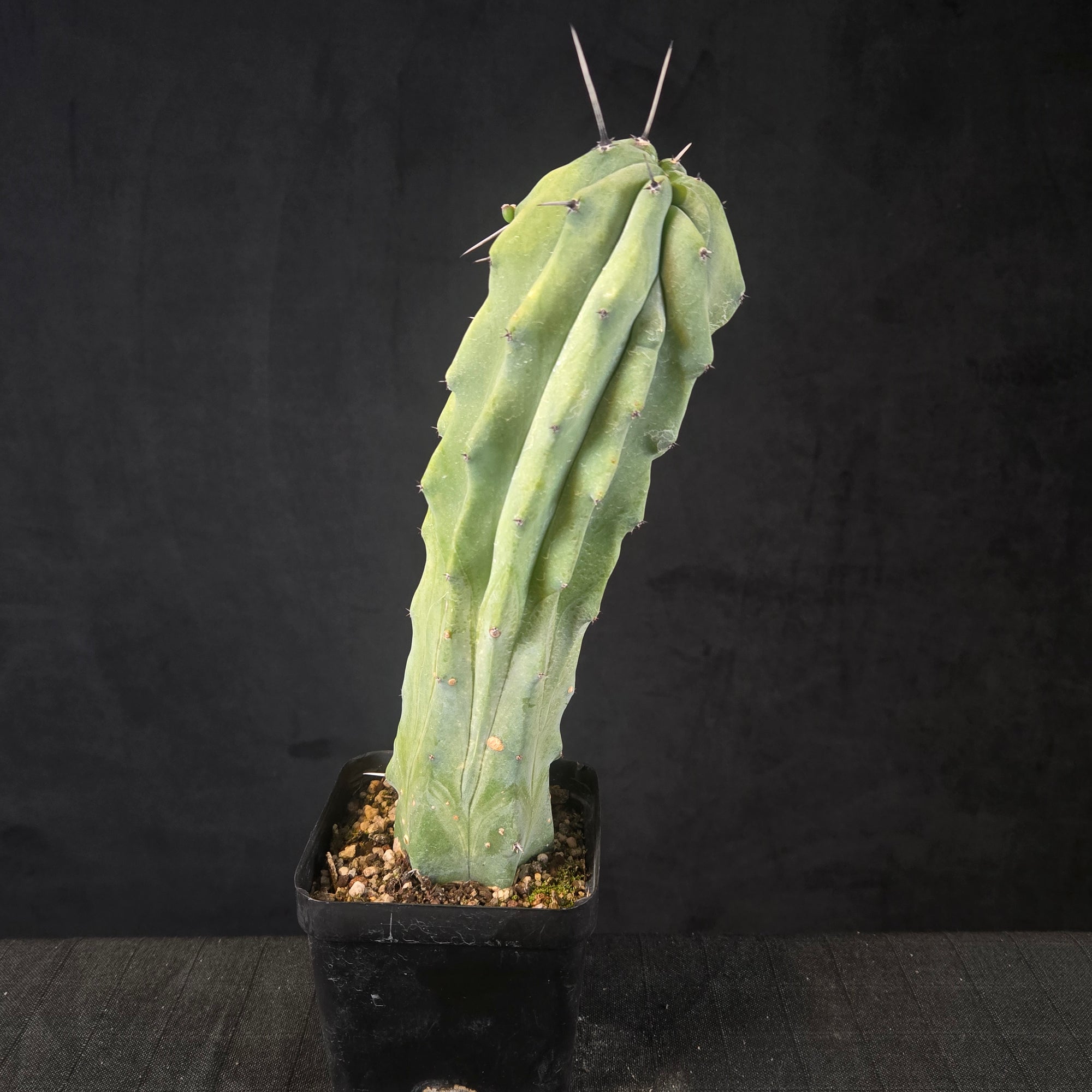 Myrtillocactus geometrizans cristate form with coral-like twisting growth, shipped bare-rooted.