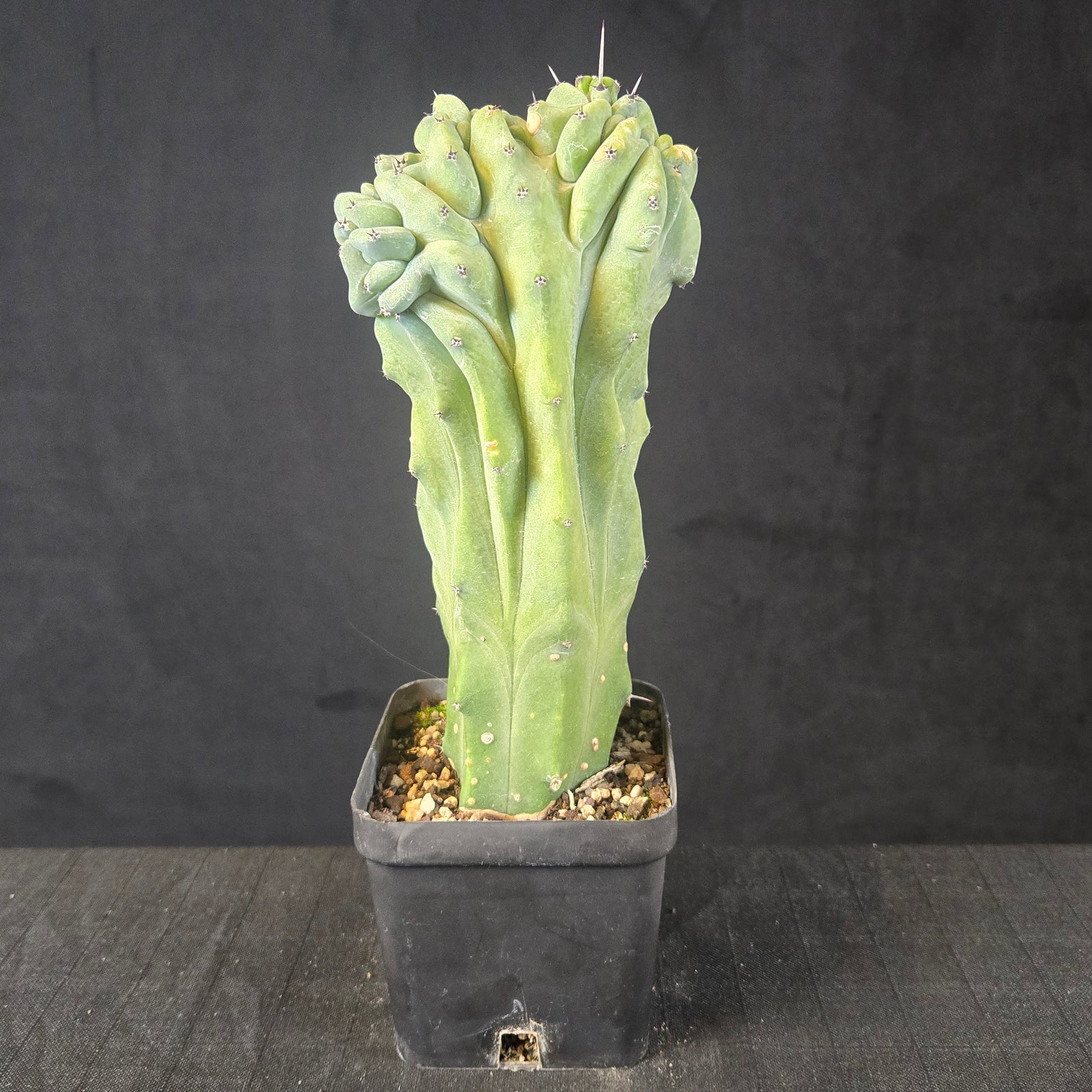Myrtillocactus geometrizans cristate form with coral-like twisting growth, shipped bare-rooted.