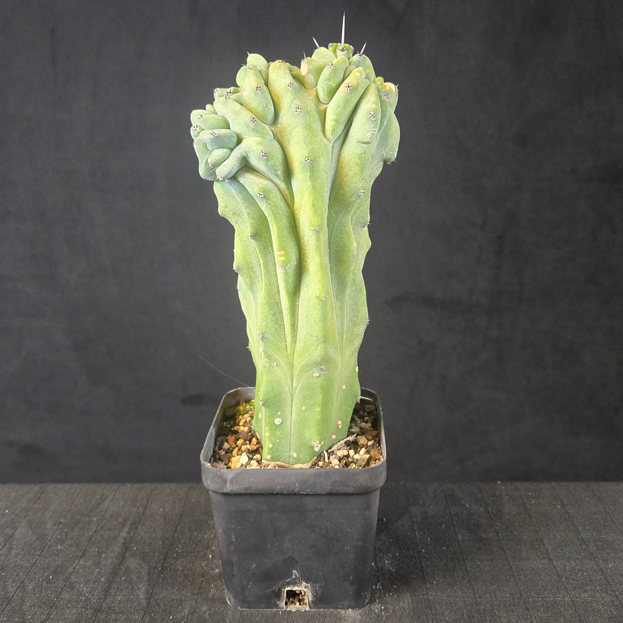 Myrtillocactus geometrizans cristate form with coral-like twisting growth, shipped bare-rooted.