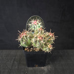 Ferocactus wislizeni barrel cactus with five offsets and large hooked spines, shipped bare-rooted.