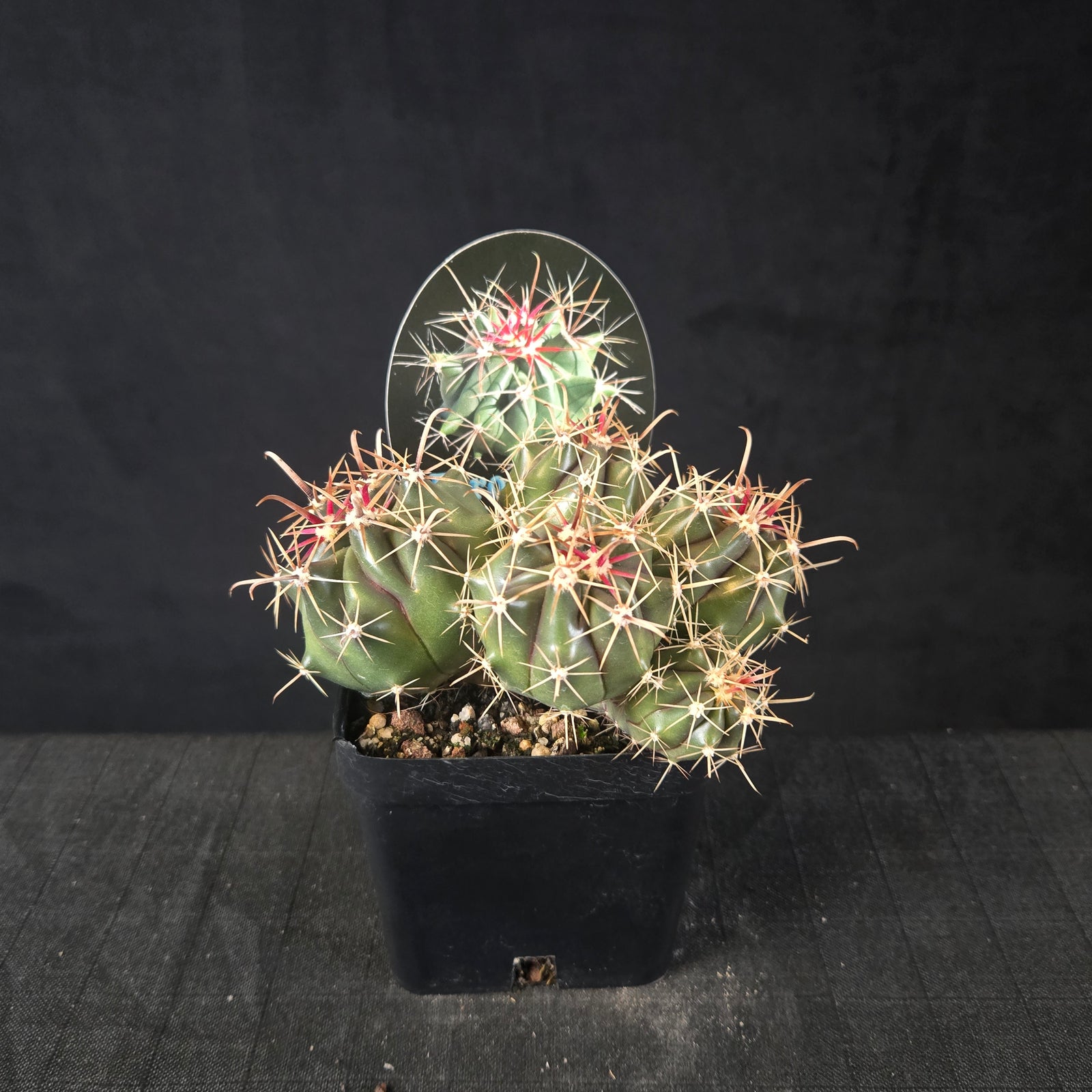 Ferocactus wislizeni barrel cactus with five offsets and large hooked spines, shipped bare-rooted.