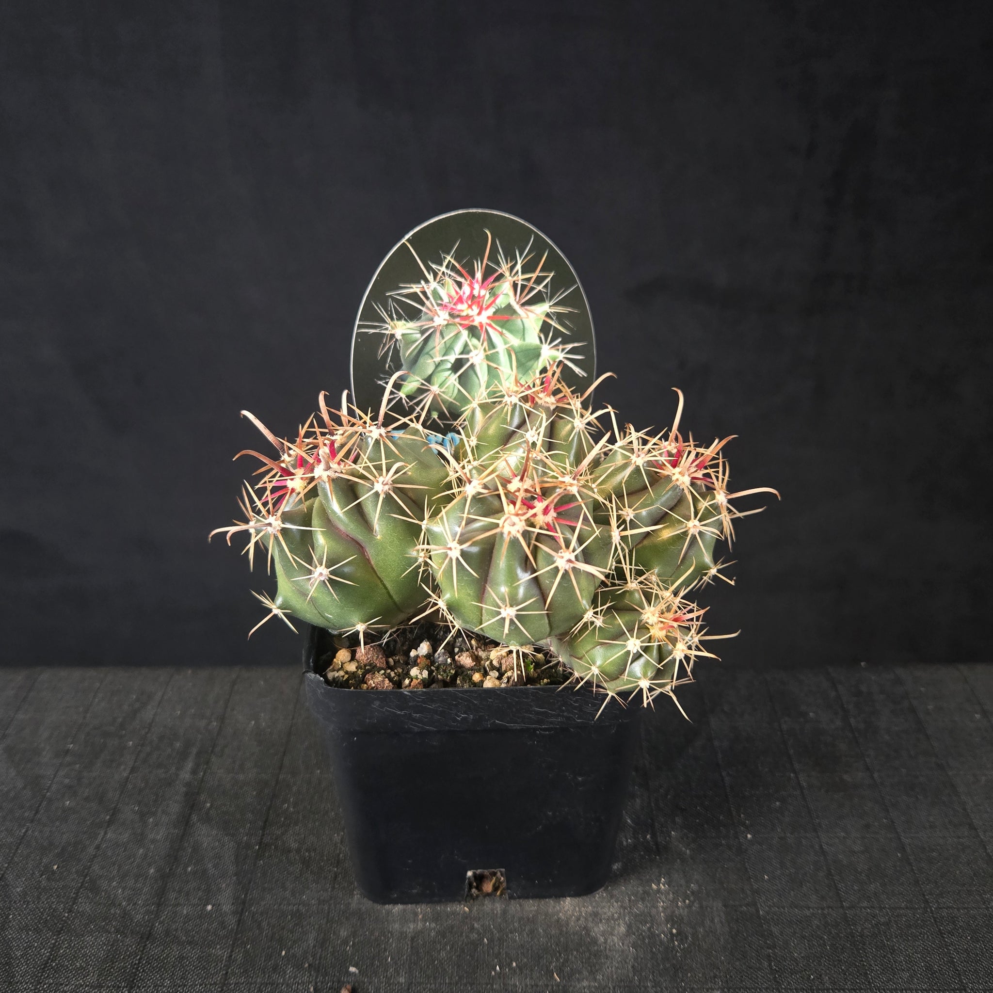 Ferocactus wislizeni barrel cactus with five offsets and large hooked spines, shipped bare-rooted.