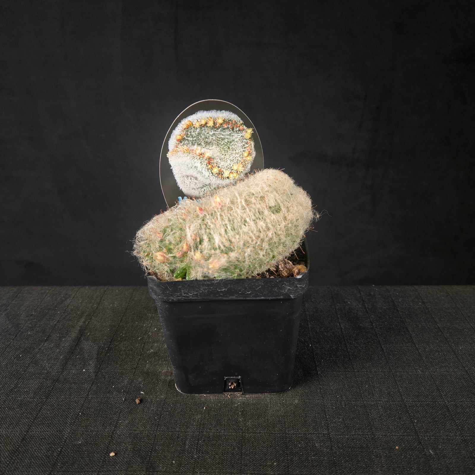 Mammillaria bocasana cristata