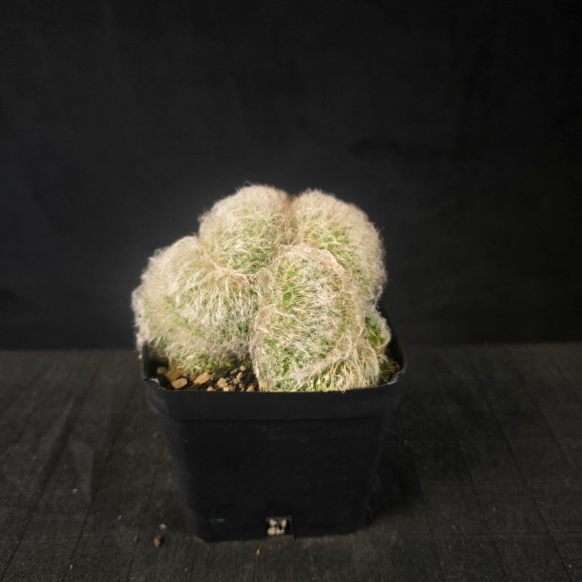 Mammillaria bocasana cristata