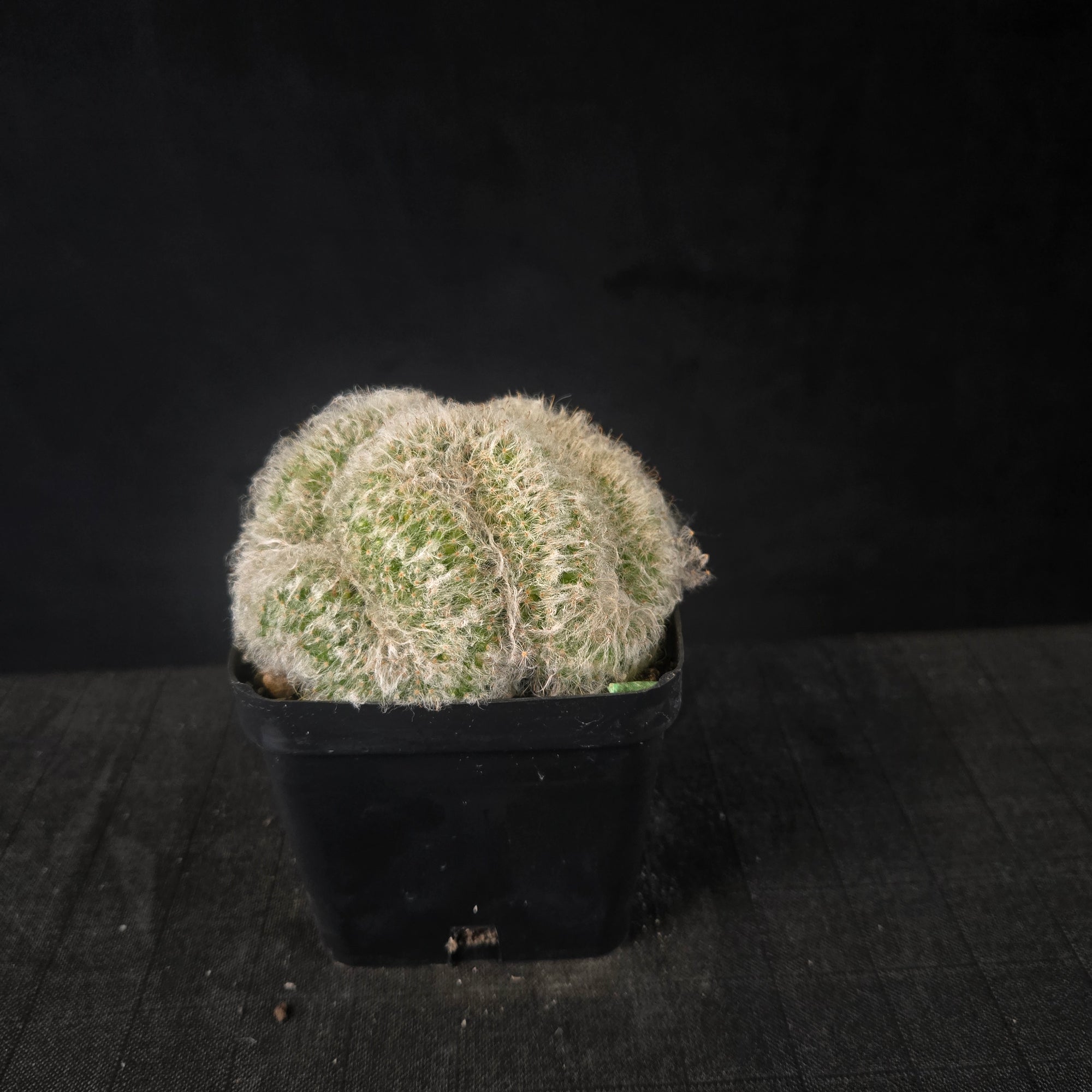 Mammillaria bocasana cristata