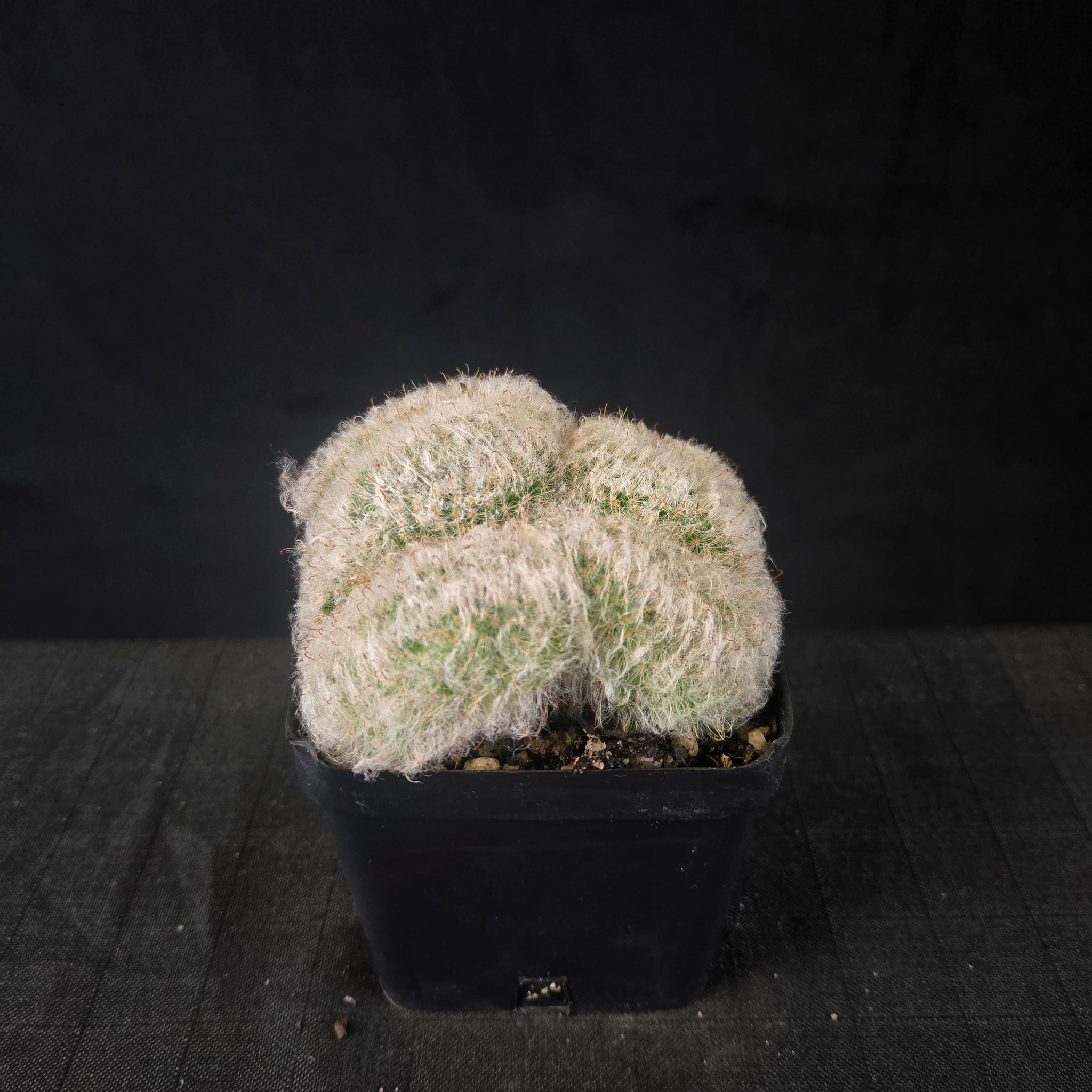 Mammillaria bocasana cristata