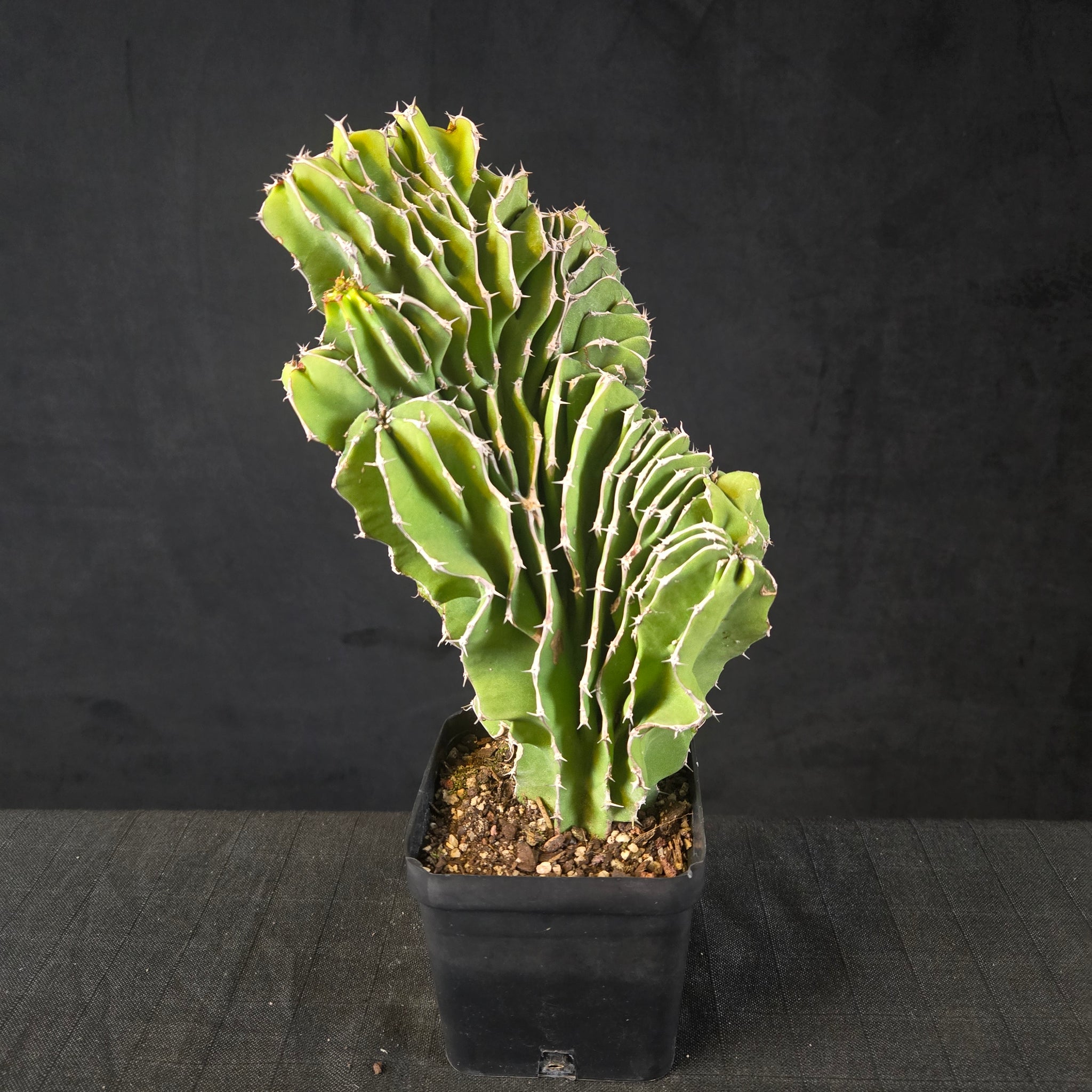 Euphorbia kibwezensis with upright, ridged, spiny stems forming a clump, shipped bare-rooted.