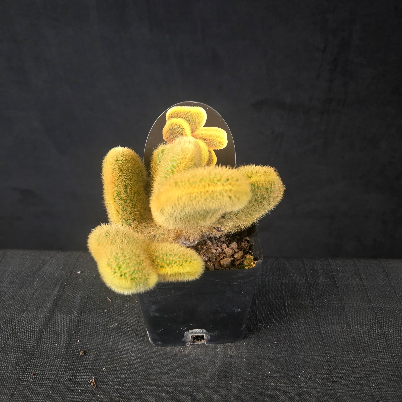 Cristate Cleistocactus winteri colademononis with golden fan-shaped twisting growth, shipped bare-rooted