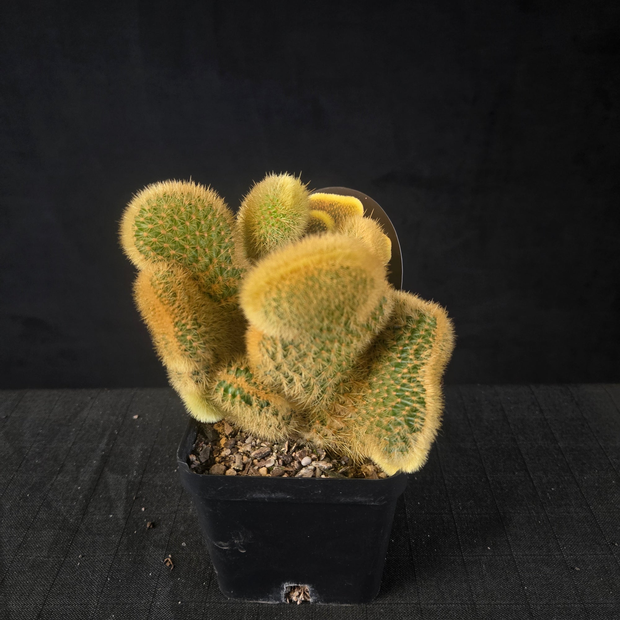 Cristate Cleistocactus winteri colademononis with golden fan-shaped twisting growth, shipped bare-rooted