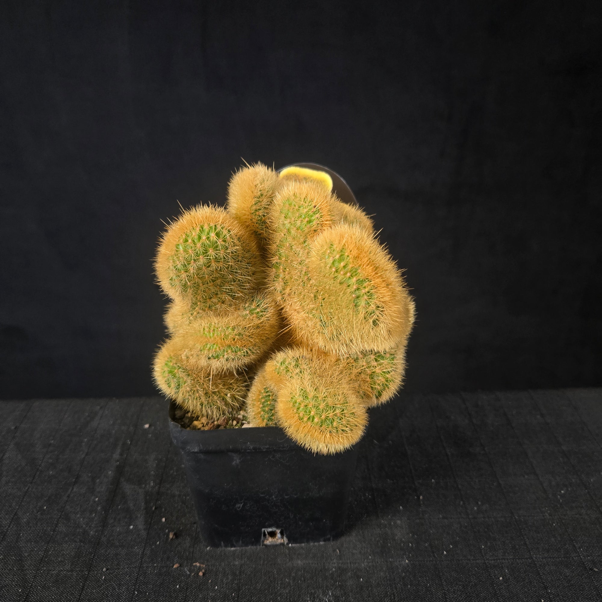 Cristate Cleistocactus winteri colademononis with golden fan-shaped twisting growth, shipped bare-rooted