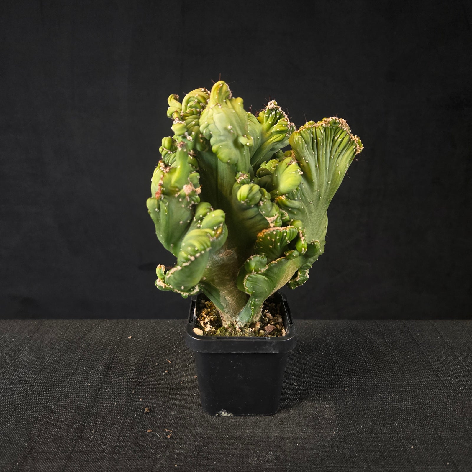 Cereus forbesii cristata