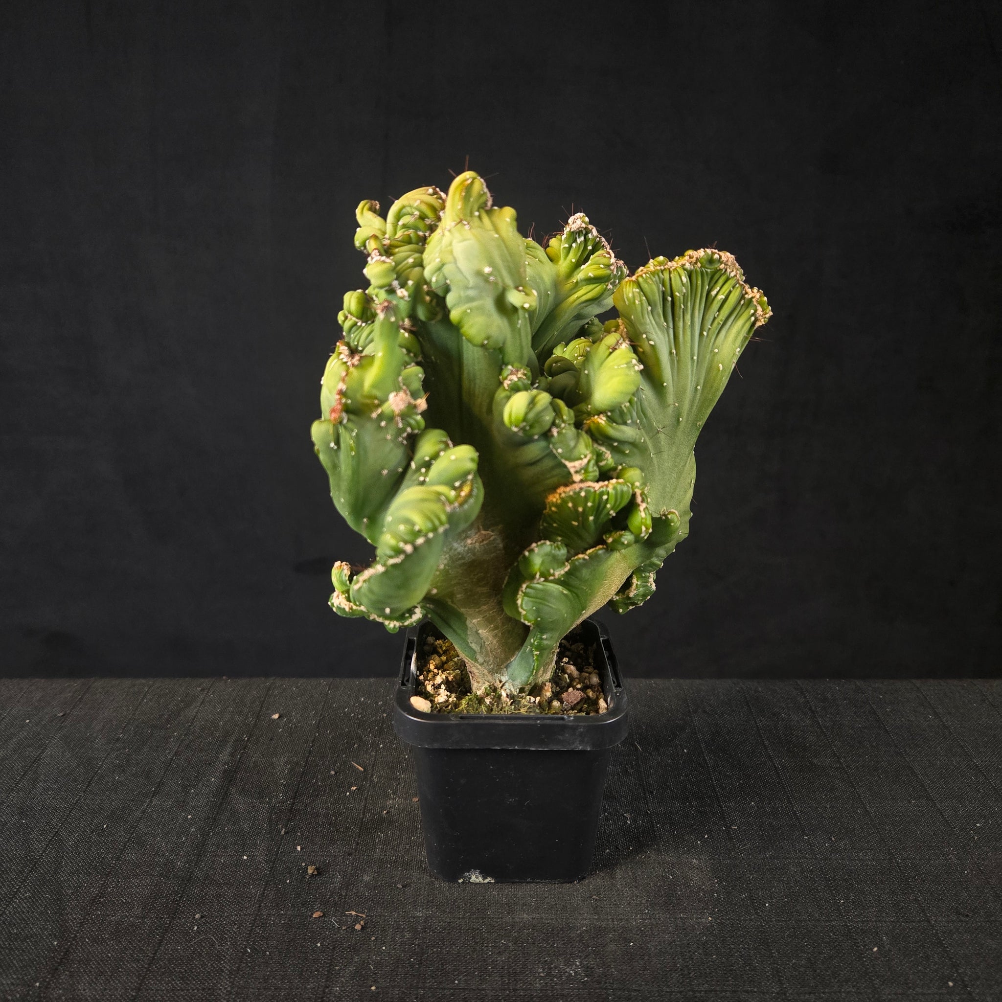 Cereus forbesii cristata