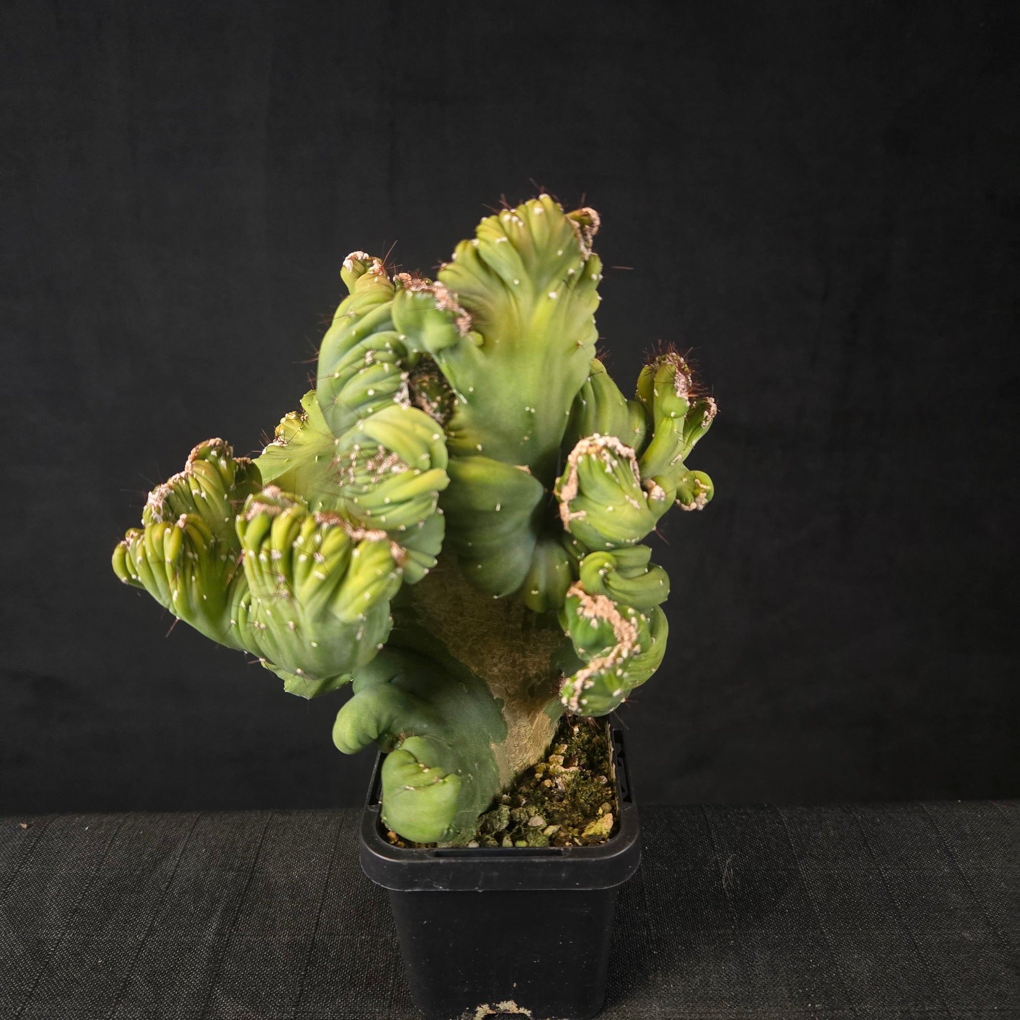 Cereus forbesii cristata