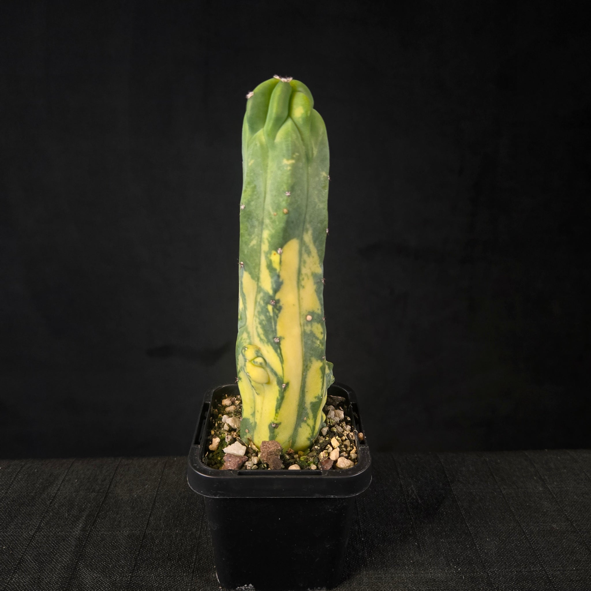 Variegated cristate Myrtillocactus geometrizans with marbled yellow-green fan-like growth