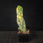 Variegated cristate Myrtillocactus geometrizans with marbled yellow-green fan-like growth