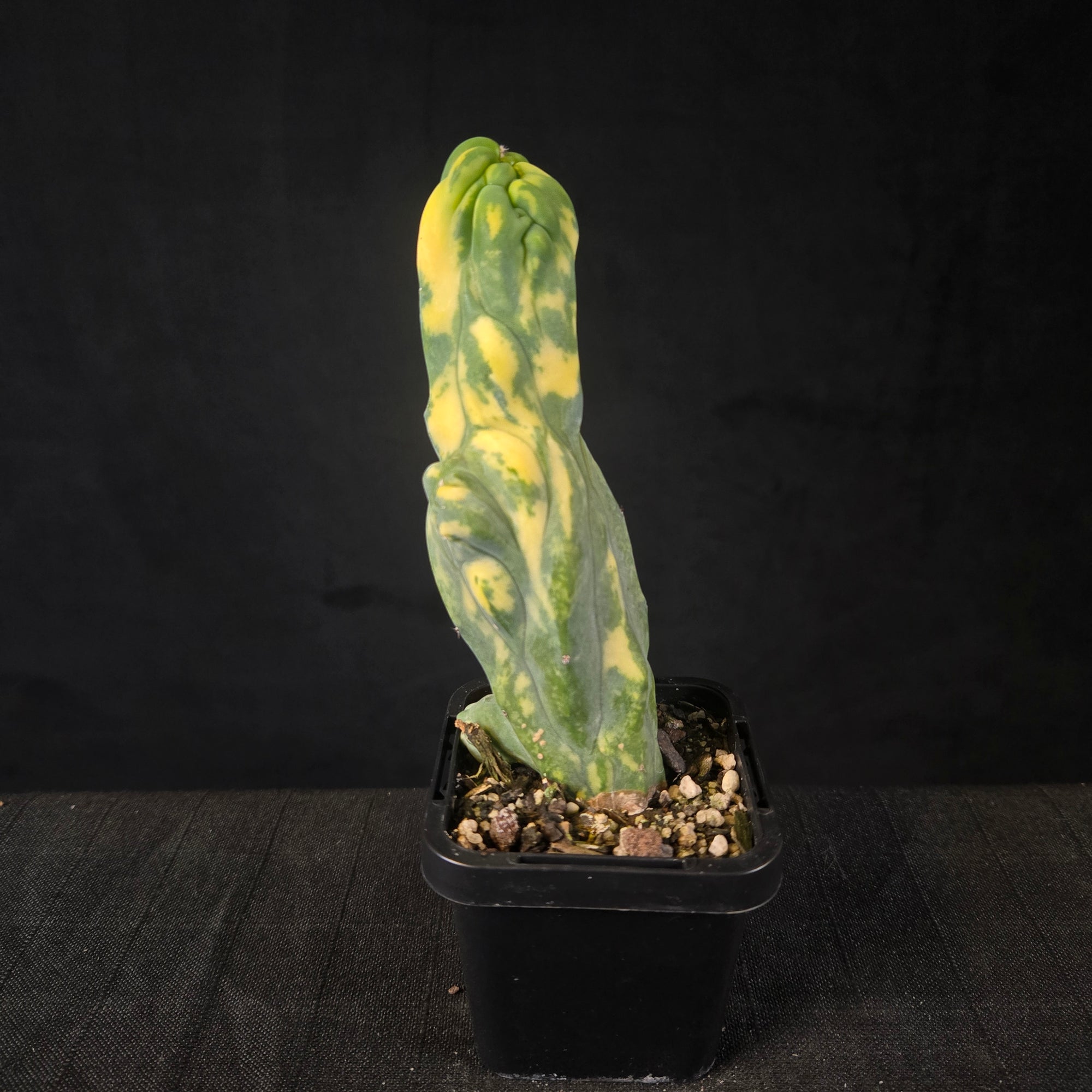 Variegated cristate Myrtillocactus geometrizans with marbled yellow-green fan-like growth