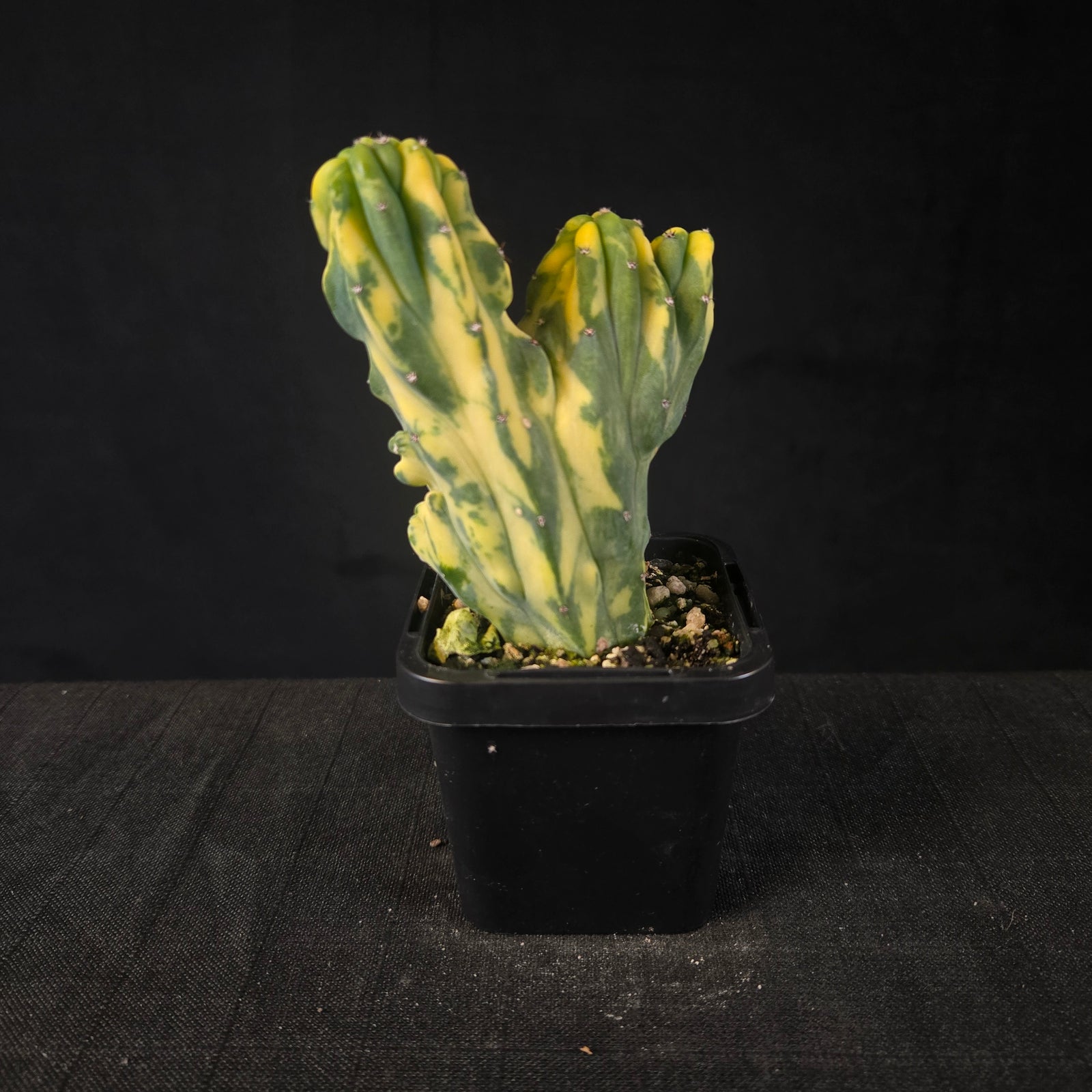 Variegated cristate Myrtillocactus geometrizans with marbled yellow-green fan-like growth