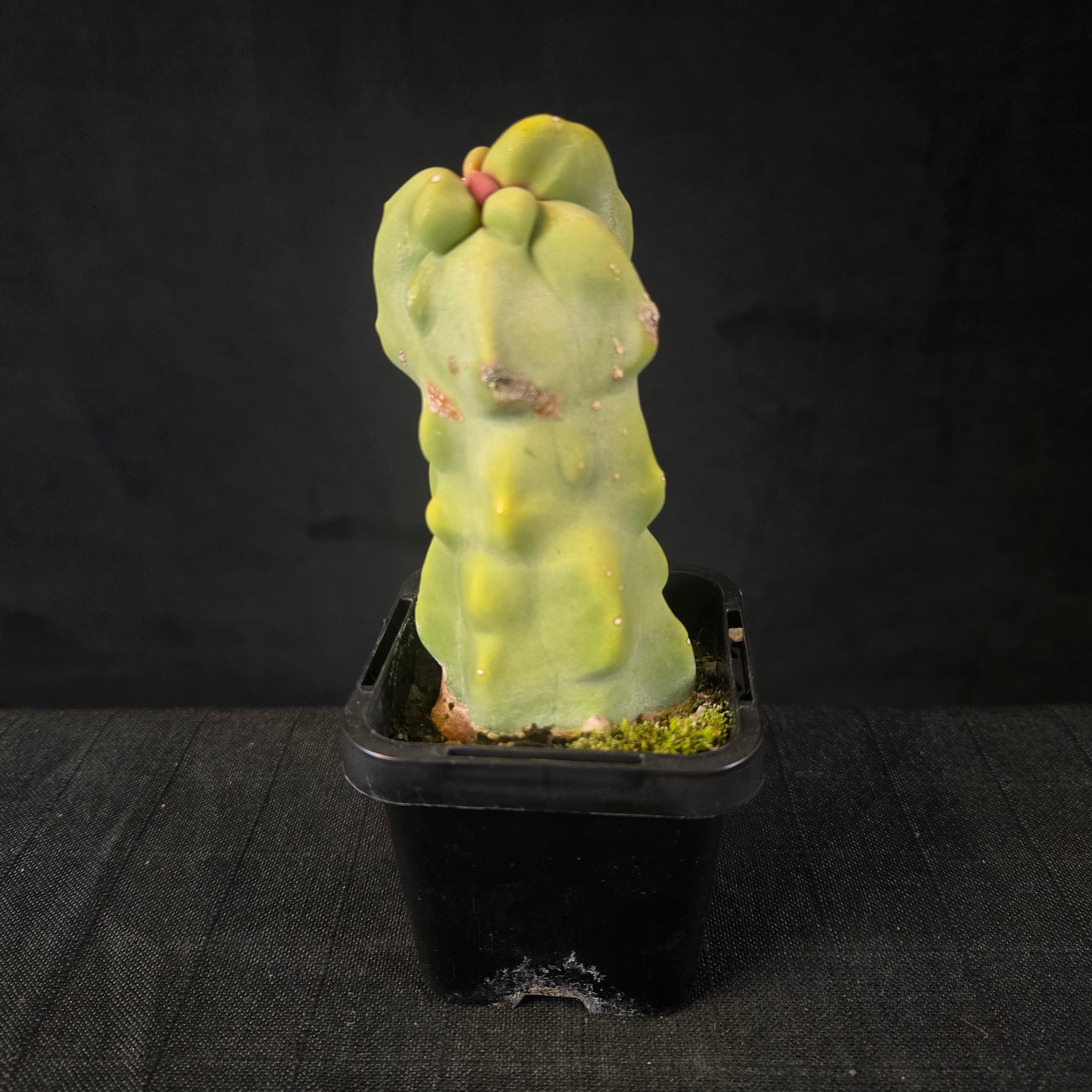 Lophocereus schottii (WA Prohibited)