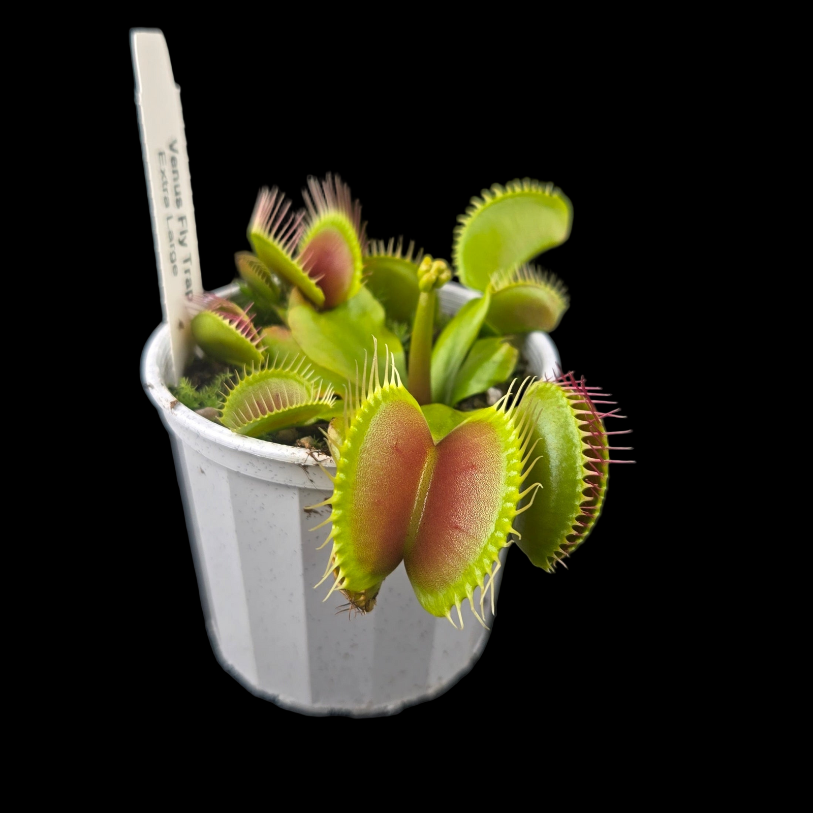 Dionaea muscipula 'Extra Large' – Venus Fly Trap