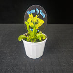 dionaea-muscipula-sharks-teeth-venus-fly-trap