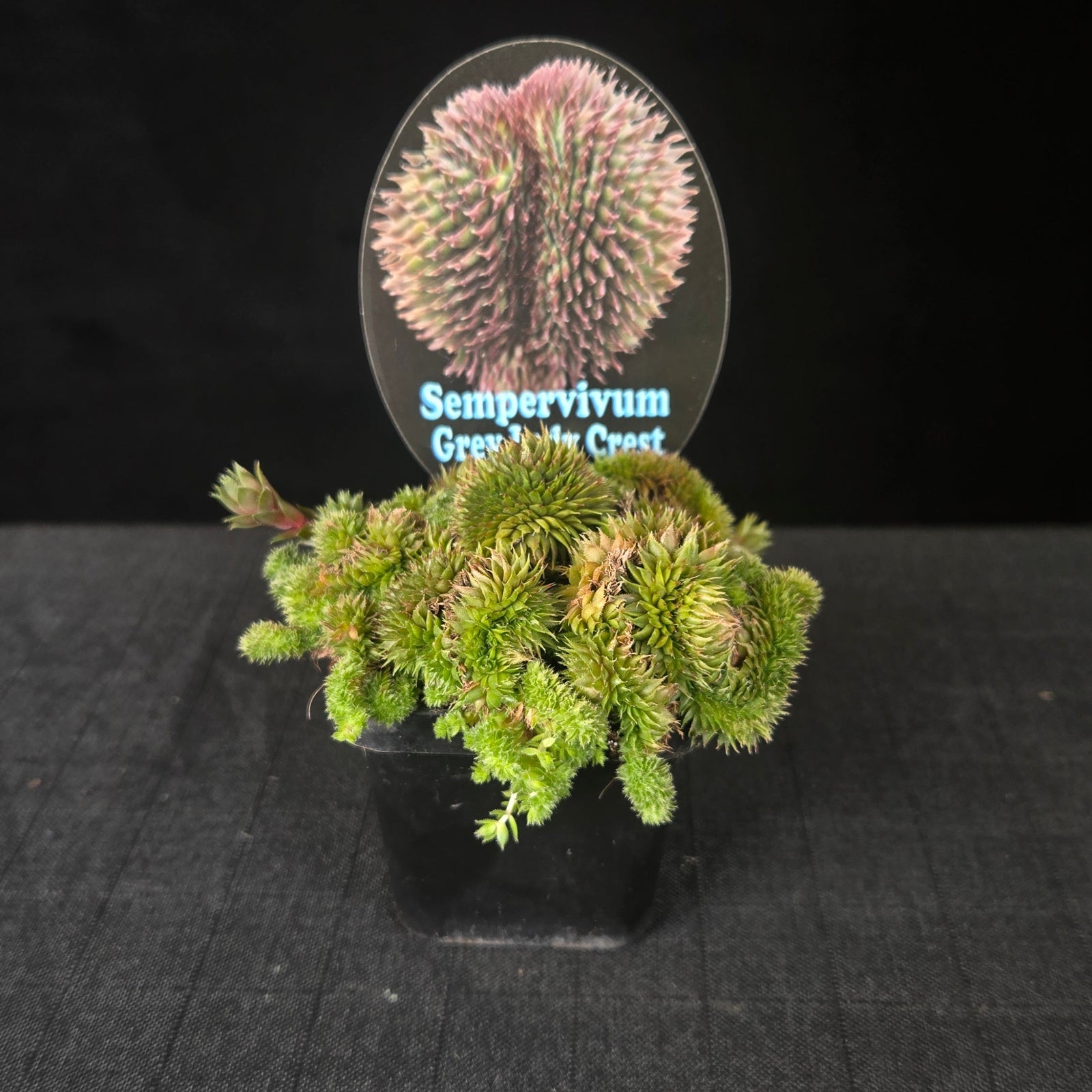 Crested Sempervivum forming green rosettes with red-tipped leaves.